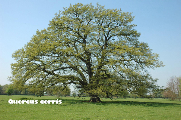 QuercusCerris.jpg