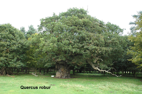 QuercusRobur.jpg